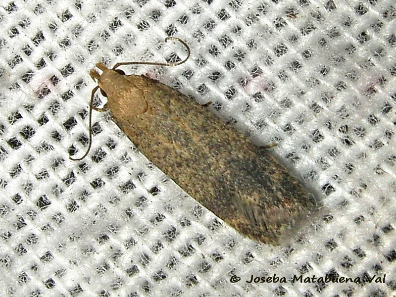 Gelechiidae da id - Cfr. Pexicopia malvella